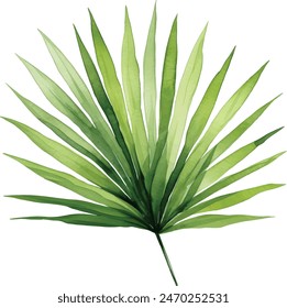 Digital watercolor painting individual palm leaves isolated on white