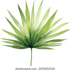 Digital watercolor painting individual palm leaves isolated on white