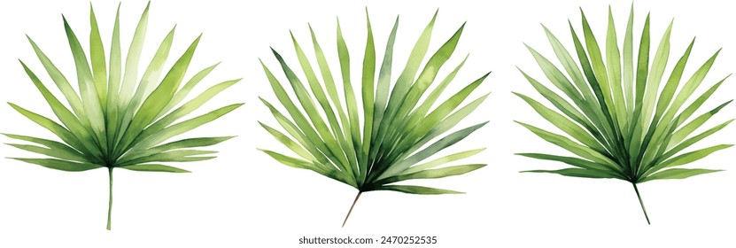 Digital watercolor painting individual palm leaves isolated on white