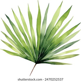 Digital watercolor painting individual palm leaves isolated on white