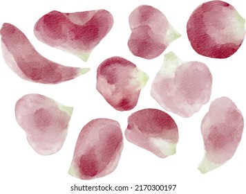 Digital watercolor painting individual pink rose petals isolated on white