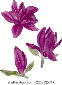 Digital watercolor painting individual purple magnolia flower blossoms isolated on white