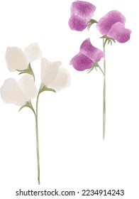 Digital watercolor painting individual sweet peas branches isolated on white