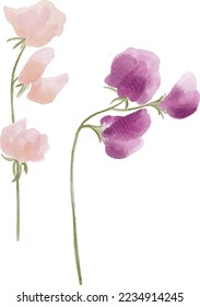 Digital watercolor painting individual sweet peas branches isolated on white