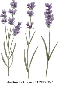 Digital watercolor painting set of individual lavender flower sprigs isolated on white