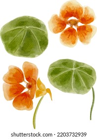 Digital watercolor painting set of orange nasturtium blossoms and leaves isolated on white