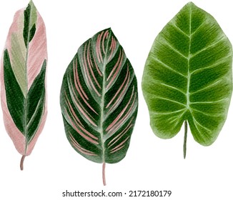 Digital watercolor painting set of three different tropical leaves isolated on white - calathea triostar, calathea ornata and canna leaves