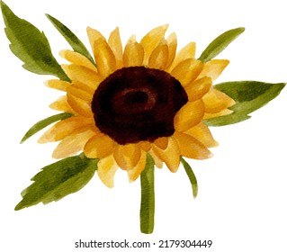 Digital watercolor painting sunflower isolated on white