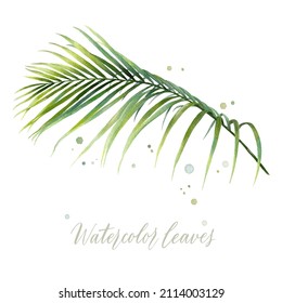 Digital watercolor painting tropical coconut palm leaves isolated on white background. Vector for your design.