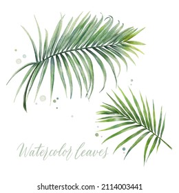 Digital watercolor painting tropical coconut palm leaves isolated on white background. Vector floral elements.