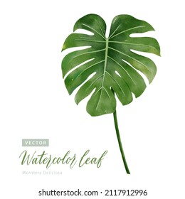 Pintura de acuarela digital tropical Monstera Deliciosa Leaf 1.