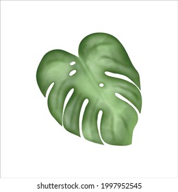 Digital watercolor.Tropical monstera leaf isolated on white. 