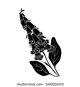 Digitalis. Black silhouette. Vector illustration.