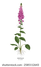 Digitalis common (Foxglove, Finger-flower, Lady's Glove, Digitalis purpurea). Beautifully flowering medicinal plant - flowers, stem, leaves, fruits, root. Botanical drawing with the plant name.