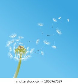 Digitally generated vector illustration of dandelion with flying seeds against white spots on blue background. spring season vector illustration concept.