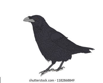 Digitally Handdrawn Illustration of a wildlife crow solated on white background