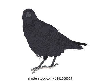 Digitally Handdrawn Illustration of a wildlife crow solated on white background