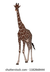 Digitally Handdrawn Illustration of a wildlife giraffe isolated on white background