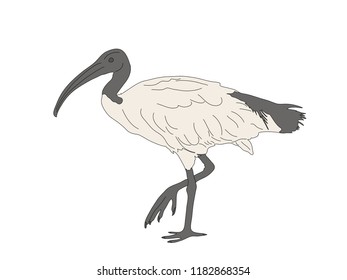 Digitally Handdrawn Illustration of a wildlife sea bird isolated on white background