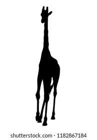 Digitally handdrawn Silhouette of a giraffe isolated on white background