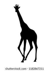 Digitally handdrawn Silhouette of a giraffe isolated on white background
