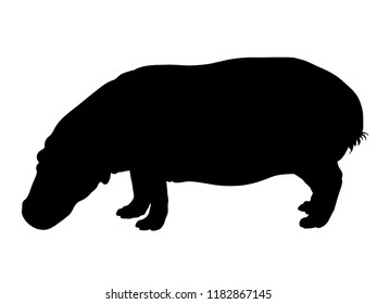 Digitally handdrawn Silhouette of a hippo isolated on white background