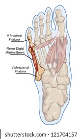Digiti Minimi Brevis - Anatomy of leg and foot human muscular and bones system
