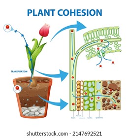 Digram showing the movement of water in plants illustration