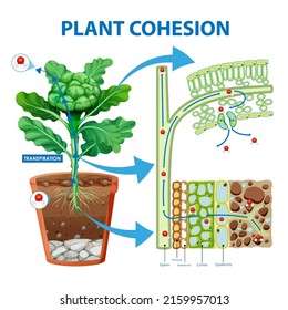 Digram showing the movement of water in plants illustration