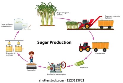 A Digram Of Sugar Production Illustration