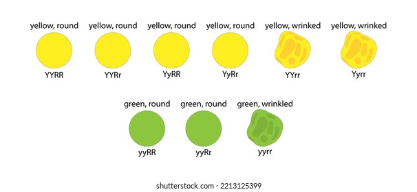 Dihybrid Cross Of Pea Plant. Genotype And Phenotype Of The F2 Generation.