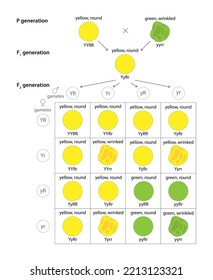 Dihybrid Cross of Pea Plant. The law of independent assortment.