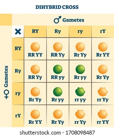 Dihybrid cross vector illustration. Labeled educational genetic table scheme. Information filled gametes female and male graphic as plant color gene mix topic handout. Explanation diagram with symbols