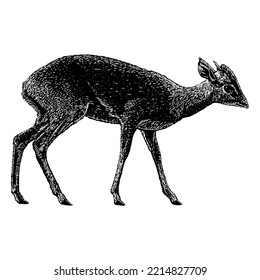 Dik-Dik hand drawing. Vector illustration isolated on white background.