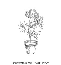 Dill aromatic herb in clay flower pot, hand drawn monochrome sketch style vector illustration isolated on white background. Ceramic pot with dill for home herbs garden.