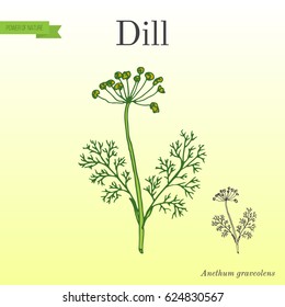 Dill, aromatic kitchen herb. Hand drawn botanical vector illustration
