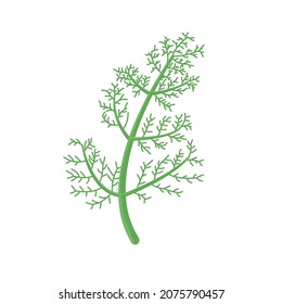 Mühlenzweig einzeln auf Weiß. Lebensmittelgewürzung, Vektorgrafik. Gesunde Grüne für Salat. Kraut