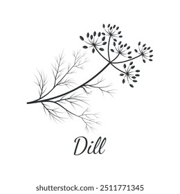 Dill ramo, folha e flor. Infográficos botânicos e materiais educacionais. Inscrição de Dill. Especiarias e ervas. Cozinhar. Ilustração vetorial em estilo de rabiscar.