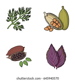 Dill, cocoa beans, basil.Herbs and spices set collection icons in cartoon style vector symbol stock illustration web.