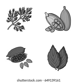 Dill, cocoa beans, basil.Herbs and spices set collection icons in monochrome style vector symbol stock illustration web.