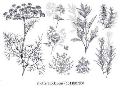 Dill, coriander or cilantro, thyme, parsley, lovage, estragon or tarragon, rosemary. Illustration of garden fragrant herbs. Spice for flavouring food. Isolated black plant on white background. Vector.