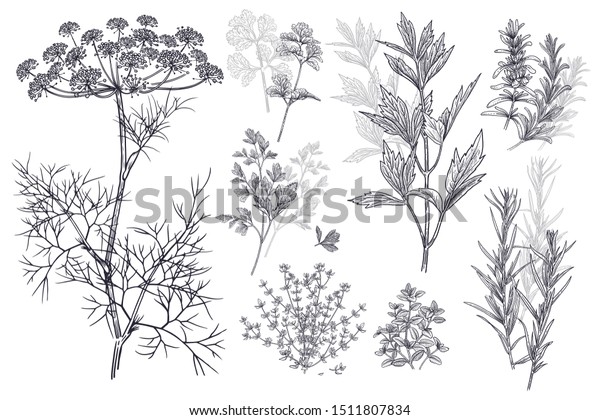 Dill, coriander or cilantro, thyme, parsley,
lovage, estragon or tarragon, rosemary. Illustration of garden
fragrant herbs. Spice for flavouring food. Isolated black plant on
white background.
Vector.