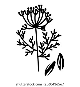 Dill and cumin, twig and seeds. Culinary herbs and spices, hand-drawn. A collection of sketches in small details. A black outline on a white. Vector illustration. Seasonings, spices, food additives