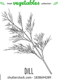 Dill. Detailed line art. Freehand drawing. Vector vegetables. Collection of fresh vegetables.