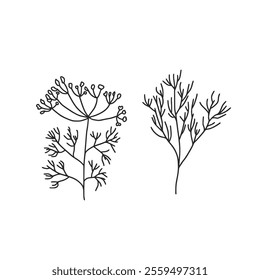 Dill doodle culinary herb. Vector hand drawn illustration isolated on white background.