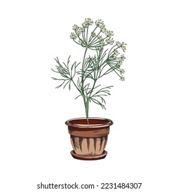 Dill edible cooking plant growing in pot, hand drawn sketch style vector illustration isolated on white background. Home herb garden symbol. Dill growing at home.