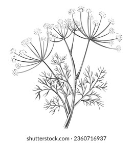 Dill or fennel spice flower and leaves, foeniculum vulgare medical herbal plant stem with seed botanical hand drawn sketch. Floral branch garden herb. Culinary seasoning, healthy food. Outline vector 