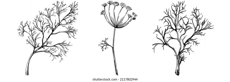 Dill or fennel vector isolated plant with leaves. Herbal engraved style illustration. Detailed organic product sketch.The best for design logo, menu, label, icon, stamp.