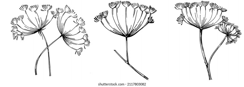 Dill or fennel vector isolated plant with leaves. Herbal engraved style illustration. Detailed organic product sketch.The best for design logo, menu, label, icon, stamp.