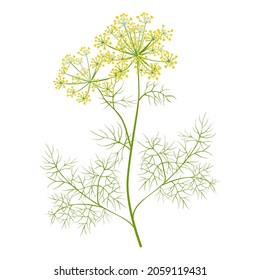 Dill greenery isolated on white background. Vector color illustration of fragrant green dill in cartoon flat style . Vegetable Icon.